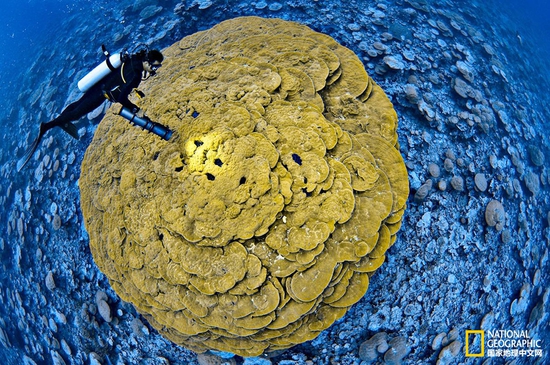 金曼礁國家紀念區(qū)，太平洋攝影：Brian Skerry，國家地理創(chuàng)意版