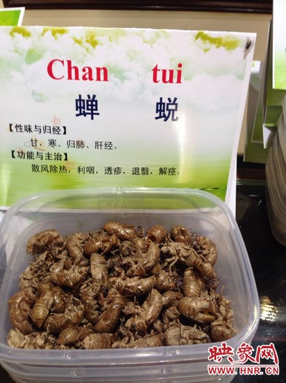 你可能沒想到，這個知了幼蟲退下的皮還是一味藥，對嗎？