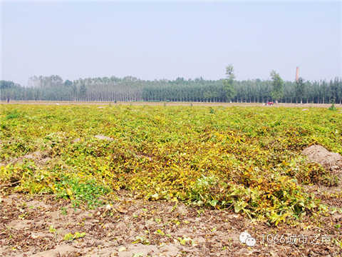 一望無際的山藥基地。據(jù)說，一季山藥后，土地需要五年才能恢復。
