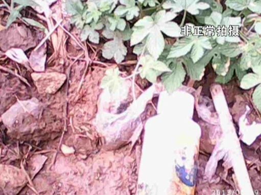 大棚蔬菜園區(qū)里到處丟棄著農(nóng)藥廢物。