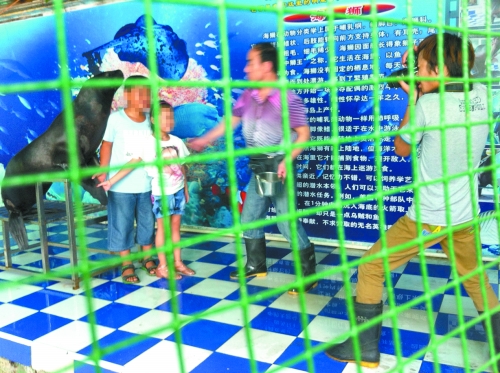 海獅就這樣被飼養(yǎng)員和攝影師擺弄，稍不聽話就會遭到毒打。