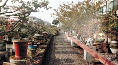 劉光嘉出示博物館內(nèi)部圖片中，擺放著各種盆景。