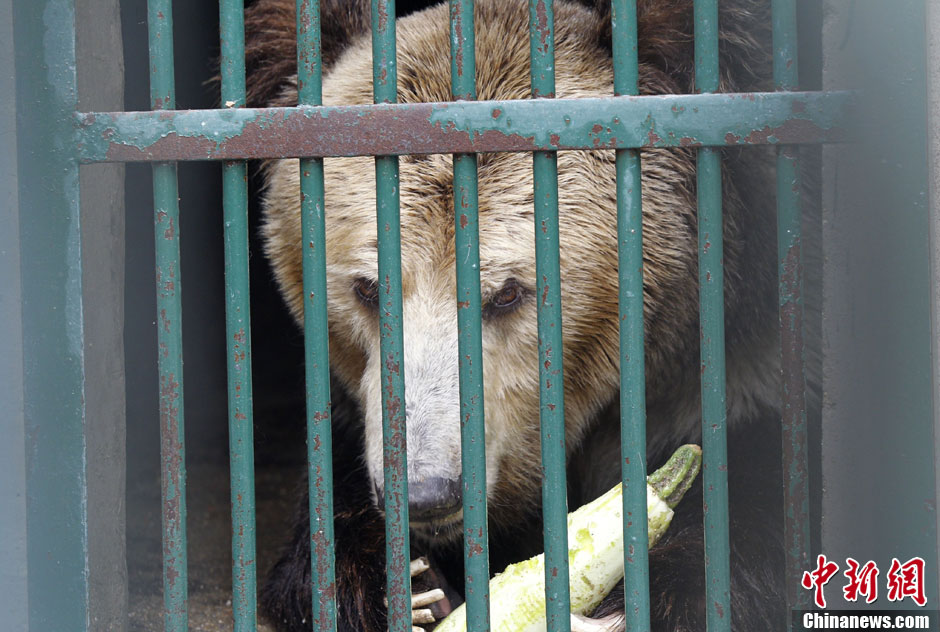 6月19日，河南鄭州，新密市動物園咬死飼養(yǎng)員的肇事棕熊被暫押在鄭州動物園內(nèi)，該熊“臥室”周圍被三重鋼