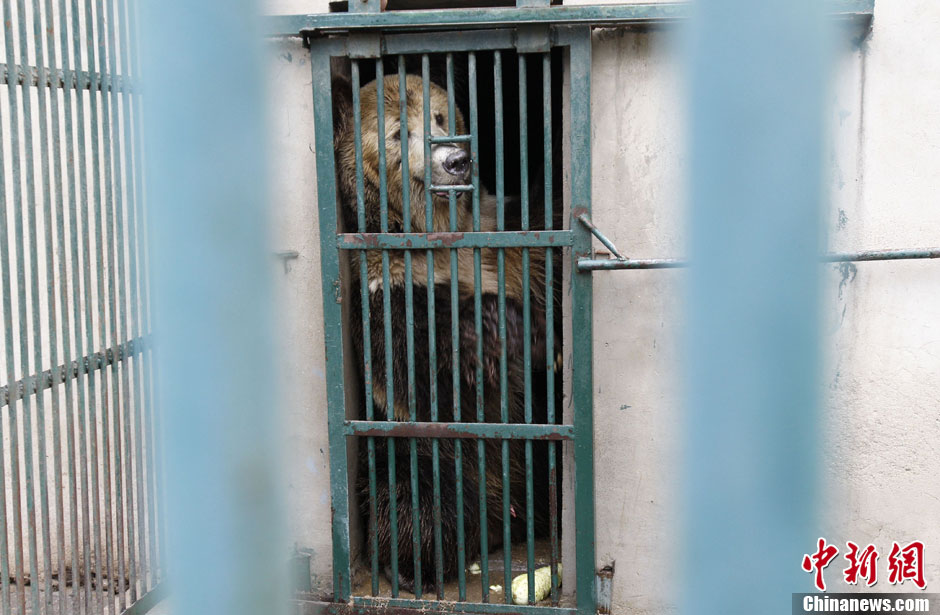 6月19日，河南鄭州，新密市動物園咬死飼養(yǎng)員的肇事棕熊被暫押在鄭州動物園內(nèi)，該熊“臥室”周圍被三重鋼