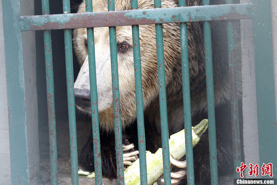 6月19日，河南鄭州，新密市動物園咬死飼養(yǎng)員的肇事棕熊被暫押在鄭州動物園內(nèi)，該熊“臥室”周圍被三重鋼