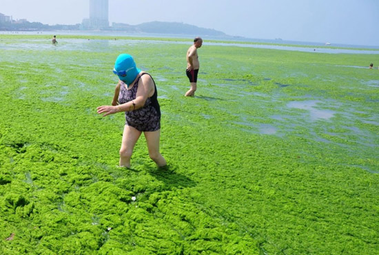 2013年7月3日，山東青島青島高溫來(lái)襲，“青島大媽”不懼滸苔，戴著“強(qiáng)盜面具”出現(xiàn)在海水浴場(chǎng)消暑降