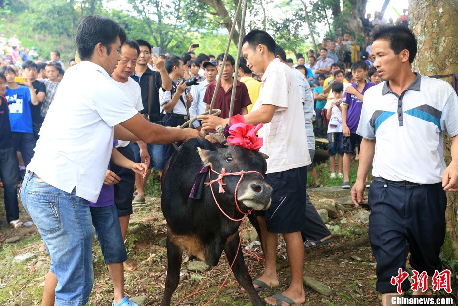 村民給黃牛套上繩索，準(zhǔn)備進(jìn)行儀式。 譚凱興 攝