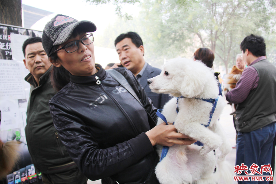 一只貴賓犬在賣萌。