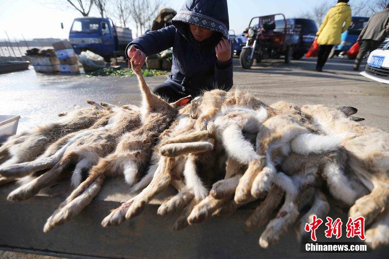 圖為12月14日，104國道靜海縣城附近，家養(yǎng)的大雁和野鴨被擺在一起售賣。田寶希 攝 圖片來源：CF