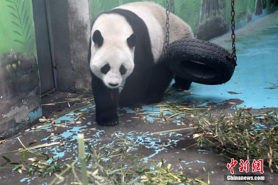 　3月17日，河南鄭州動物園內(nèi)的大熊貓“龍昇”。