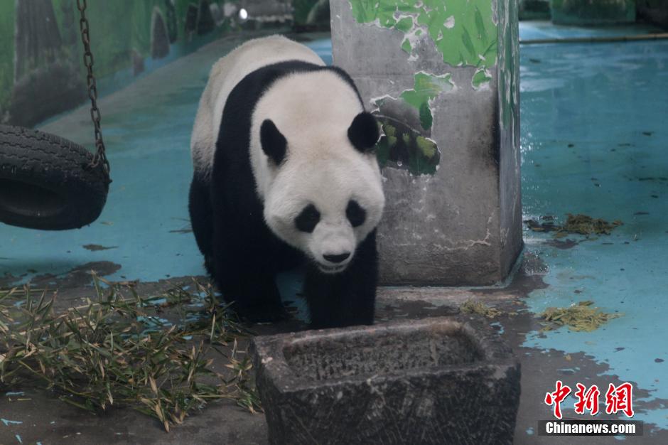 3月17日，河南鄭州動物園內(nèi)的大熊貓“龍昇”。