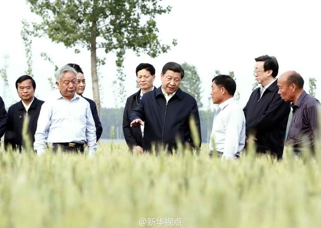 習(xí)近平走進(jìn)糧田,看麥穗灌漿,問農(nóng)田建設(shè)。
