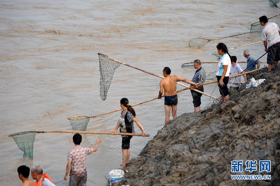 7月6日,在山西省平陸縣黃河岸邊,人們在河邊捕撈黃河“流魚”。