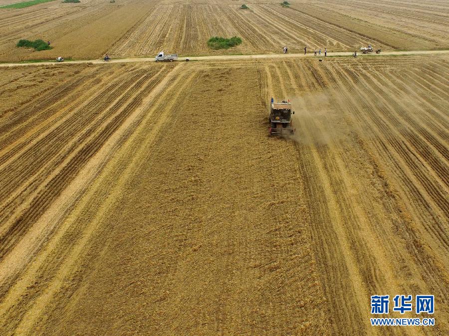 這是5月28日在河南省南陽市唐河縣甘河灣村航拍的麥收現(xiàn)場。