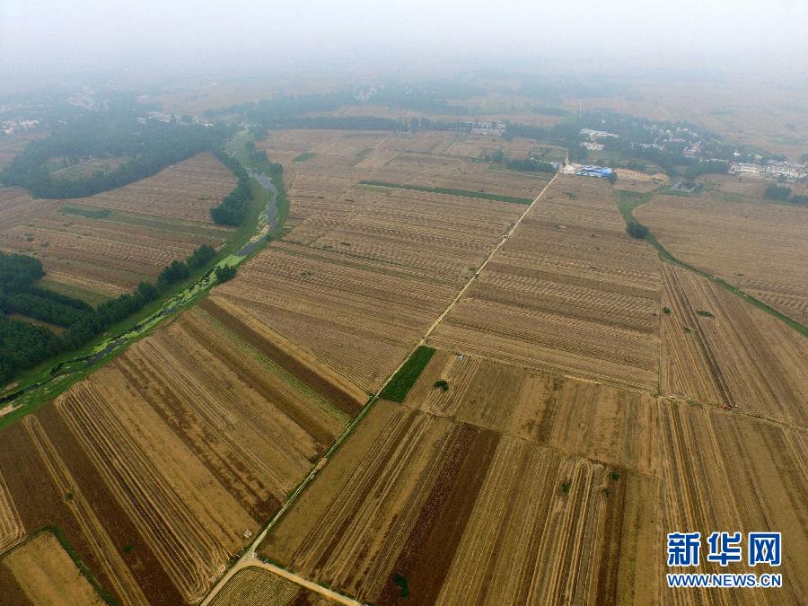 這是5月28日在河南省南陽市唐河縣甘河灣村航拍的麥收現(xiàn)場。