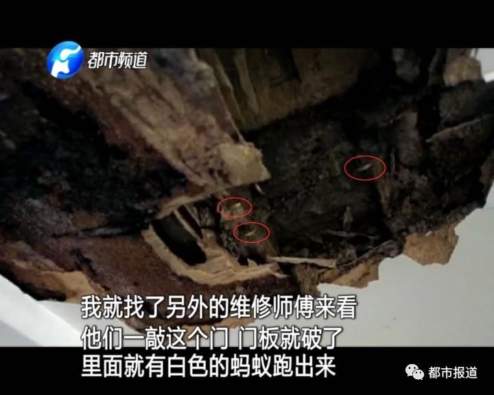 蟻?zhàn)宕筌娙肭?！十幾萬(wàn)裝修的新家被“吃掉”