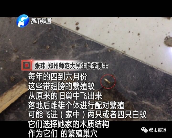 蟻?zhàn)宕筌娙肭?！十幾萬(wàn)裝修的新家被“吃掉”