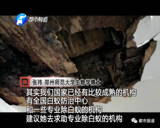 蟻?zhàn)宕筌娙肭?！十幾萬(wàn)裝修的新家被“吃掉”