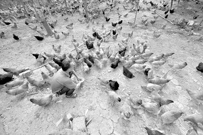 媒體稱(chēng)受H7N9影響家禽養(yǎng)殖業(yè)損失已超400億元