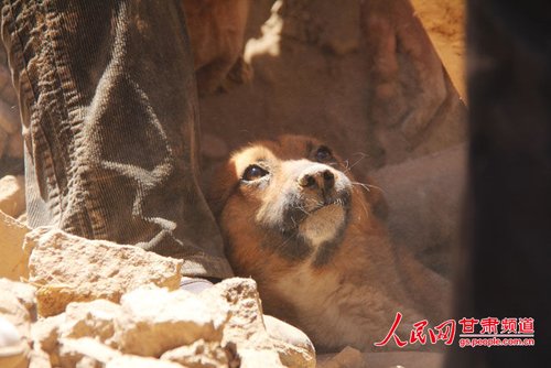 探出頭的小黃狗期待地看著救他的人。王生元/攝