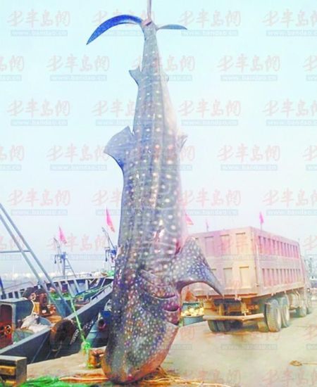 9月8日，日照漁民捕獲的重達10余噸的鯨鯊。(照片來自大眾網(wǎng))