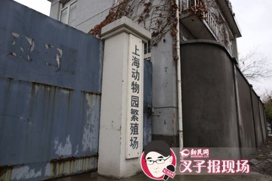 圖說(shuō)：新民網(wǎng)記者趕到時(shí)，上海動(dòng)物園繁殖場(chǎng)大門緊閉。新民網(wǎng) 記者 蕭君瑋 攝