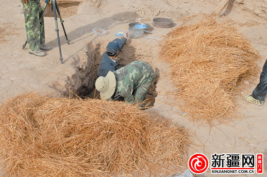 考古人員正在清理麥稈。（圖由中國科學院人文學院科技室與科技考古系提供）