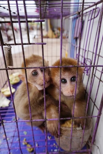 獼猴、麂子、白鷴、果子貍、豪豬、豺狗、熊、竹鼠等國家保護(hù)野生動(dòng)物或?yàn)l危物種，在此成為各路食客的盤中餐