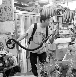捕蛇專家張亮抓住眼鏡王蛇。信息時報記者 康健 翻拍