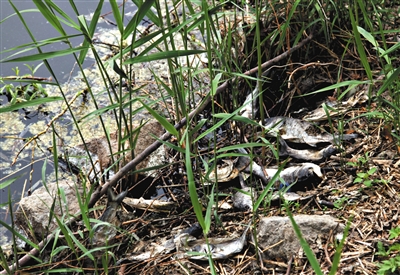 南沙河中漂浮著大量生活垃圾和腐爛水草等物，岸邊出現(xiàn)大量死魚。新京報記者郭鐵流攝