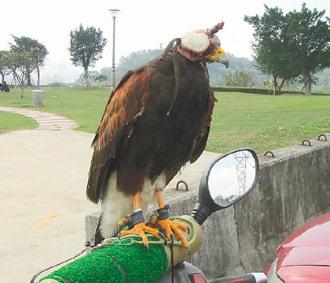 闖禍的老鷹則被主人戴上頭套，以鐵鏈鎖在摩托車的車頭上“罰站”/臺灣《聯(lián)合報》圖