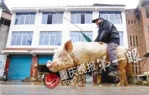 蔣大爺騎著他的種豬出門，回頭率很高。