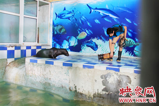 圖為飼養(yǎng)員和海獅。