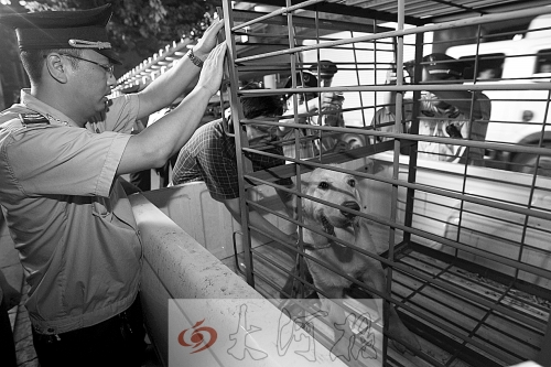相關(guān)部門將加強(qiáng)管理，今年12月起烈性犬一律沒收。 （資料圖）