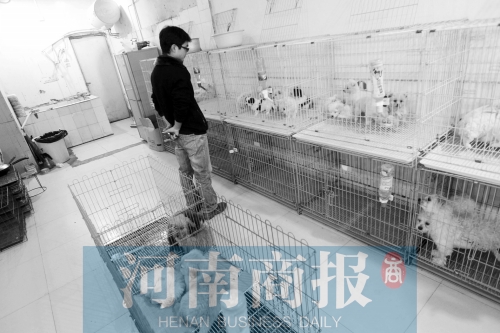 市民反映，淮河路“緣寵”寵物店曾出售疑似患病的狗