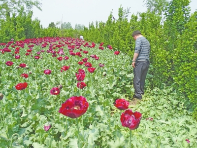 駐馬店千株罌粟藏身黃楊林 過路司機(jī)發(fā)現(xiàn)后舉報(bào) 駐馬店千株罌粟藏身黃楊林 過路司機(jī)發(fā)現(xiàn)后舉報(bào)