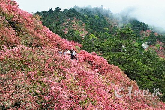 　　湖北麻城龜峰山10萬畝連片野生杜鵑。