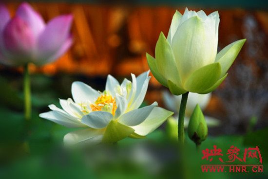 7月5日,第七屆淮陽荷花節(jié)將于7月8日正式拉開序幕。