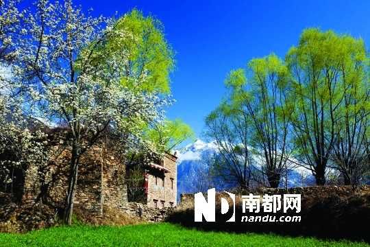 　　三月里,川西北的梨花盛放,寨子、碉樓、梨花……構成最美的丹巴風光。