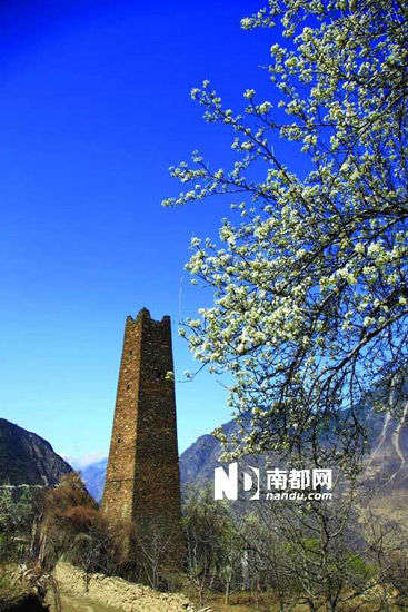 　　丹巴的碉樓與梨花互相輝映。