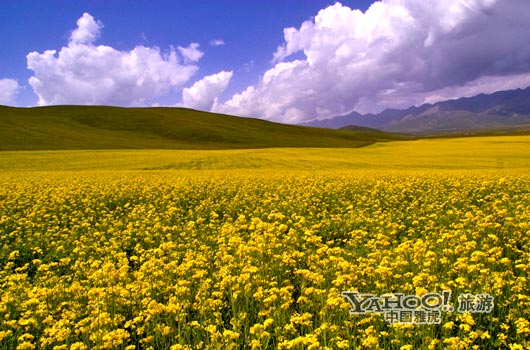 　　青海門源的油菜花景色甚為壯觀,十足的西部風(fēng)味。(圖片來源:CFP)