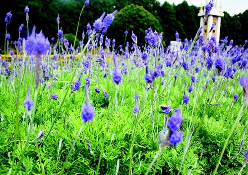 　　日月潭九族文化村內(nèi)水沙連歐洲花園園區(qū)內(nèi)數(shù)十萬株熏衣草,已開得美不勝收,令游客陶醉。