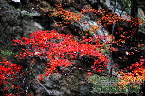 堯山 拜大佛賞紅葉泡溫泉 堯山 拜大佛賞紅葉泡溫泉
