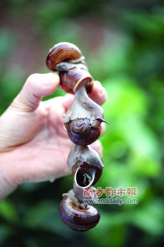 廣西的野生蝸牛追求原汁原味，做法也非常精簡。