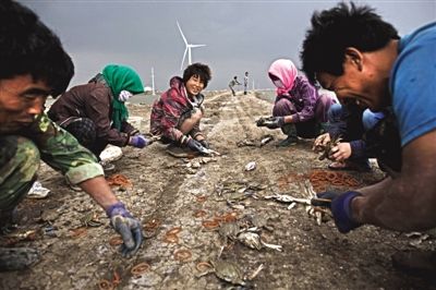 大雨將至，渤海邊的蟹池旁，蟹農(nóng)們不慌不忙地收綁梭子蟹。