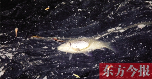 五月九日，鄭州帝湖，漂在黑色的湖面上的死魚(yú)