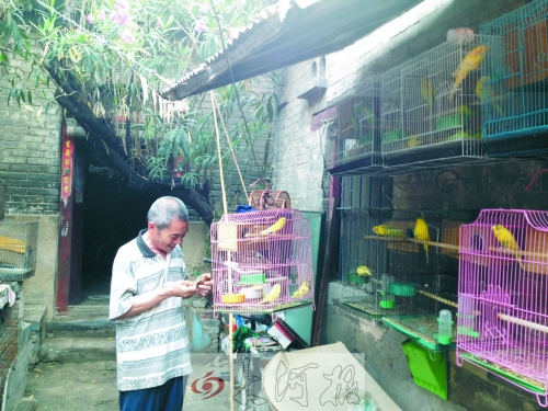郭家大院的看護(hù)人郭天育老人在給鸚鵡喂食，對大院，他很不舍。