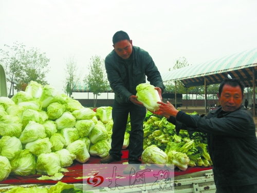 白菜進入大量上市期,但價格卻不便宜。