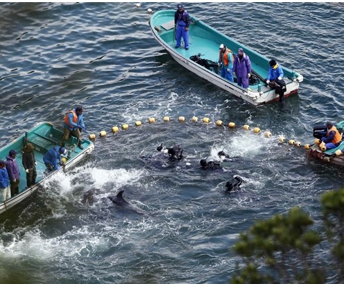 圖為當(dāng)?shù)貪O民正在把海豚趕入屠殺圈內(nèi)。