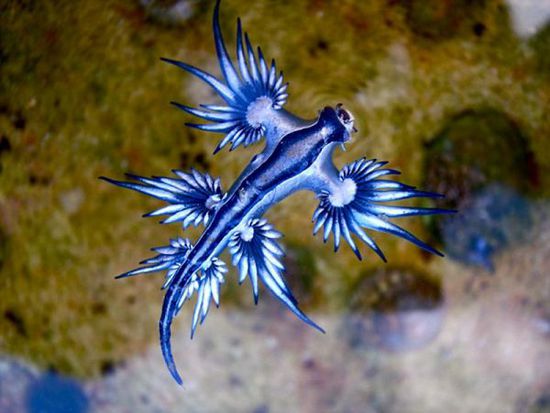 經(jīng)海洋生物學家鑒定，該生物為大西洋海神海蛞蝓。（網(wǎng)頁截圖）